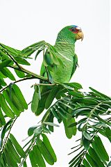 White-fronted Parrot